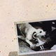 Illustration for article titled Fleetwood Mac: Tusk